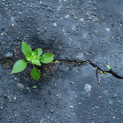plant growing crack of street